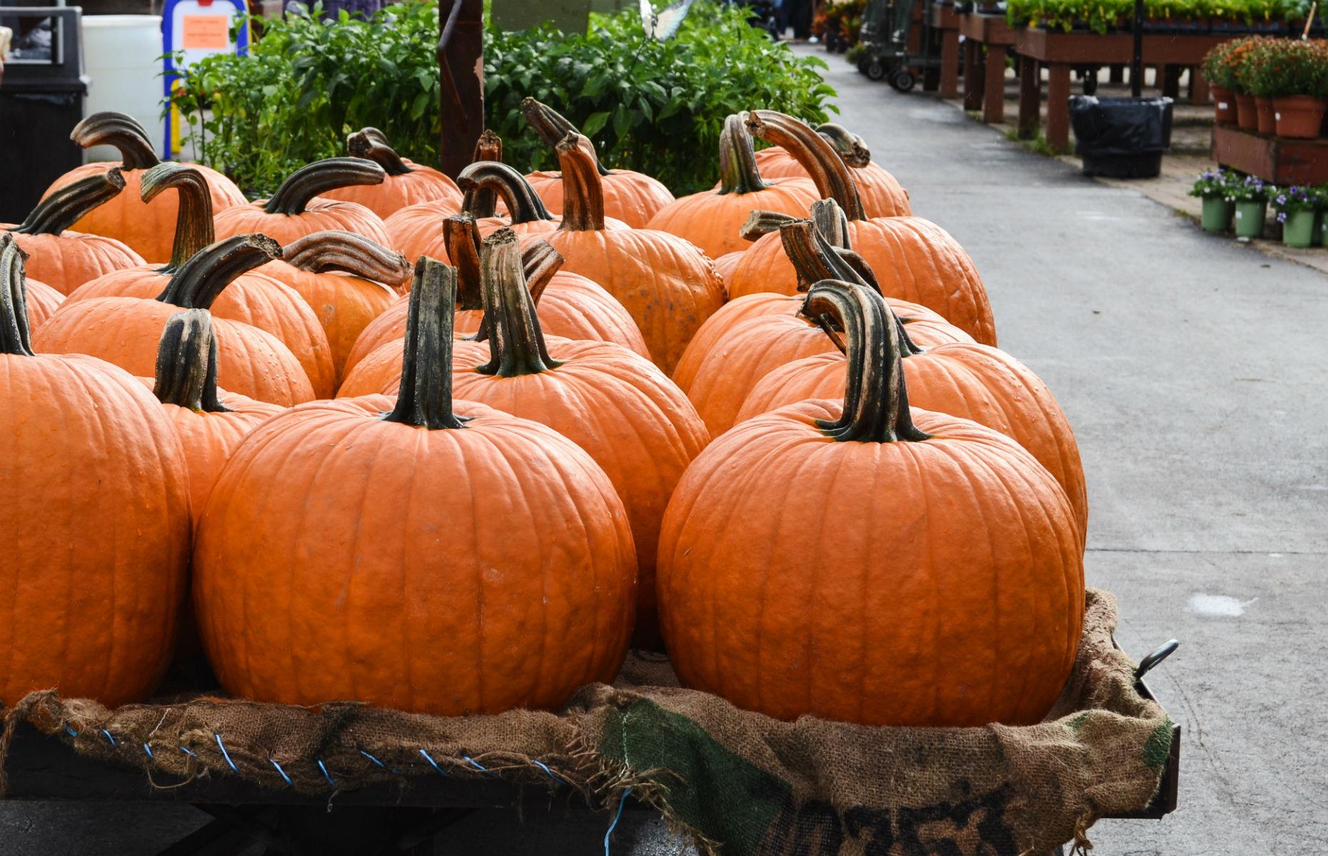 Fresh pumpkins